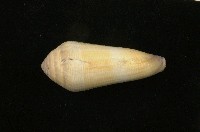藏品(竹筍芋螺)的圖片